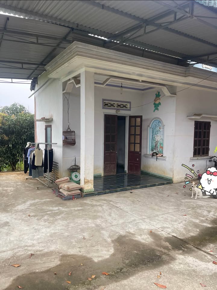 Bán Gấp Farm 1440m² Đắk Lắk - Vườn Nhãn, Ao Cá, Ruộng - Giá 780 Triệu Chính Chủ