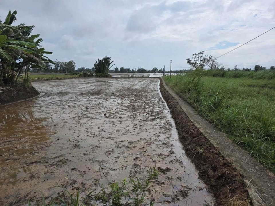 Đất nền Gò Công Đông 125m² - Sổ đỏ thổ cư 100%, Giá F0 135 Triệu