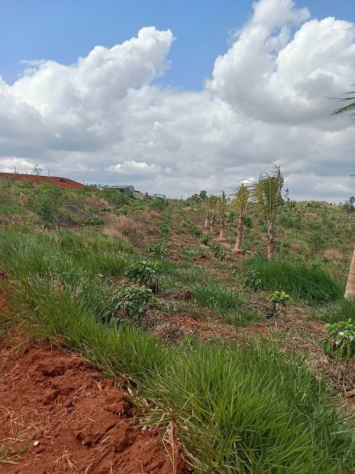 Đất Nền Ea Súp 16ha giá 28.8 tỷ - Sổ đỏ chính chủ!