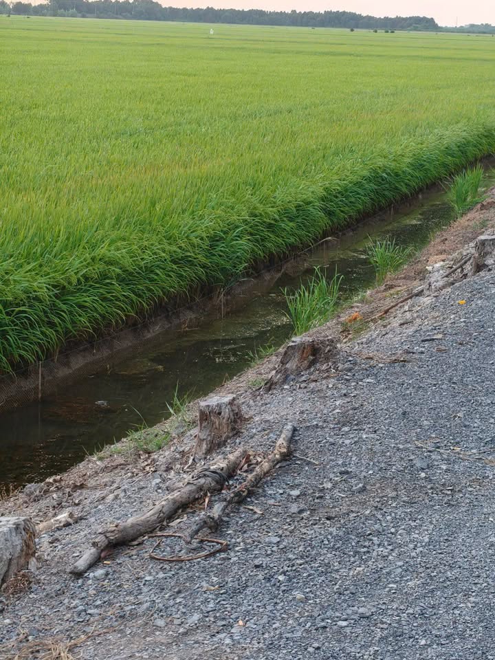 Đất Lúa 30.000m² Mặt Kênh Lớn, Thủ Thừa, Long An - Giá Đầu Tư 5.1 Tỷ