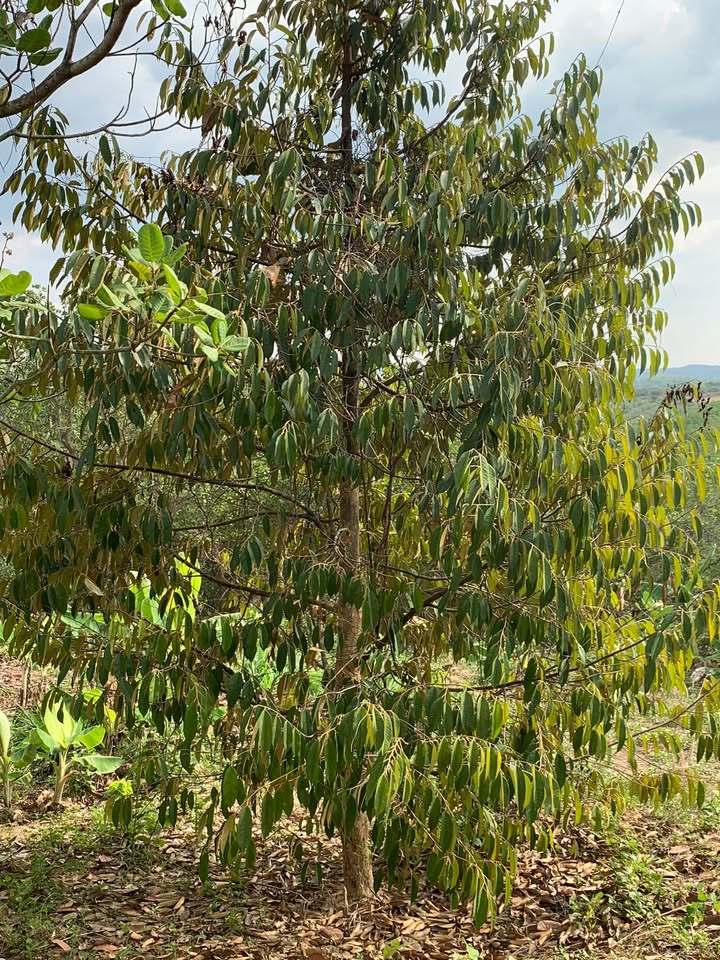 Đất Nền Phú Trung, Phú Giáo 2ha chỉ 1.84 tỷ - Tiềm năng tăng giá!