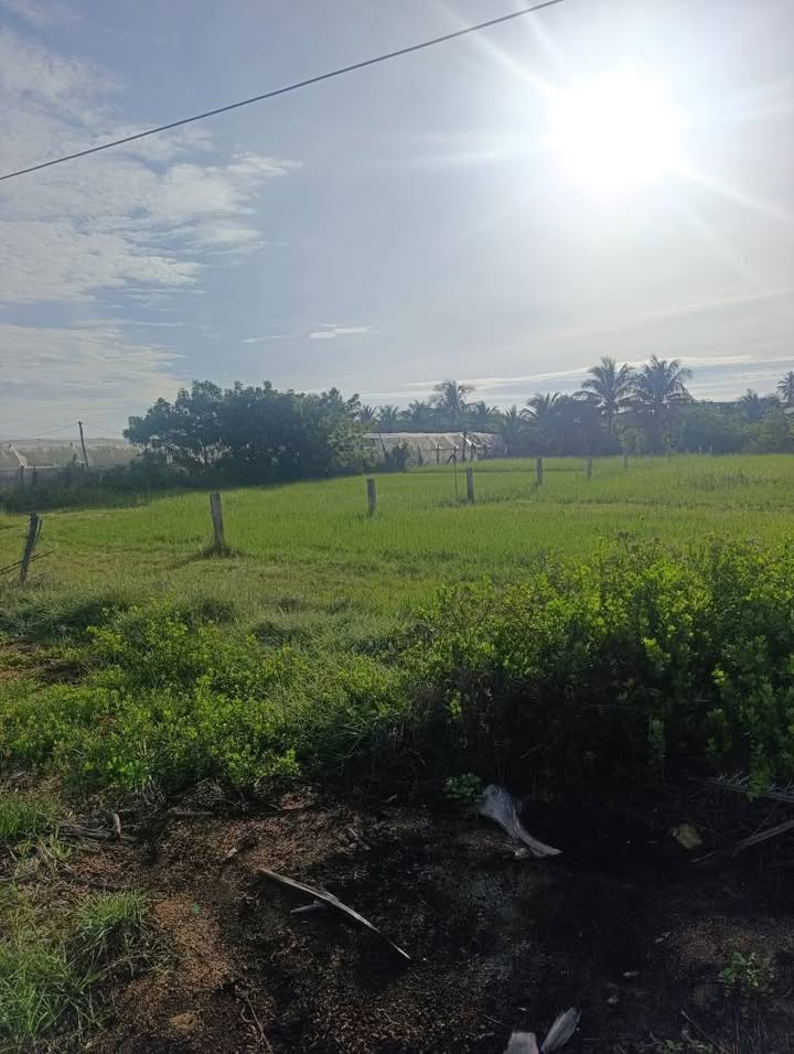 Đất nền Ninh Phước, Ninh Hòa 2338m² giá 700 triệu - Tiềm năng tăng giá