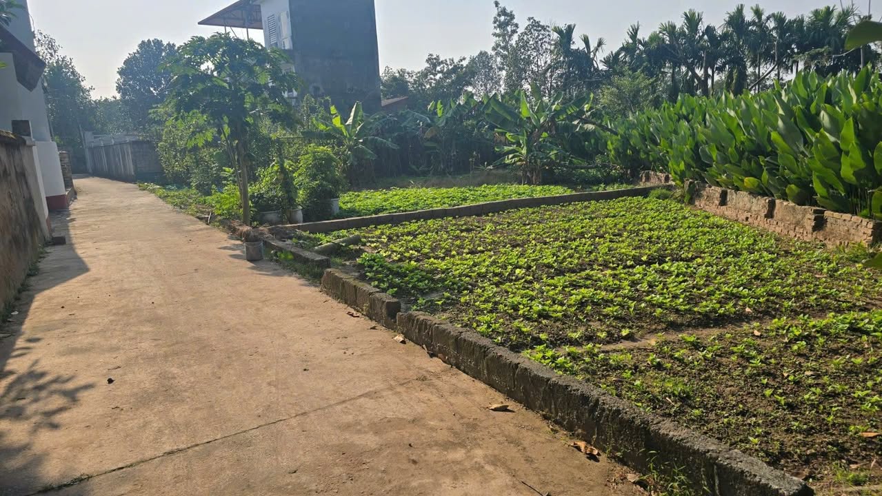 Đất Tràng Cát, Thanh Oai 75m² - Sổ Đỏ Nét, Ô Tô Tới Đất - Giá Nhỉnh 1 Tỷ