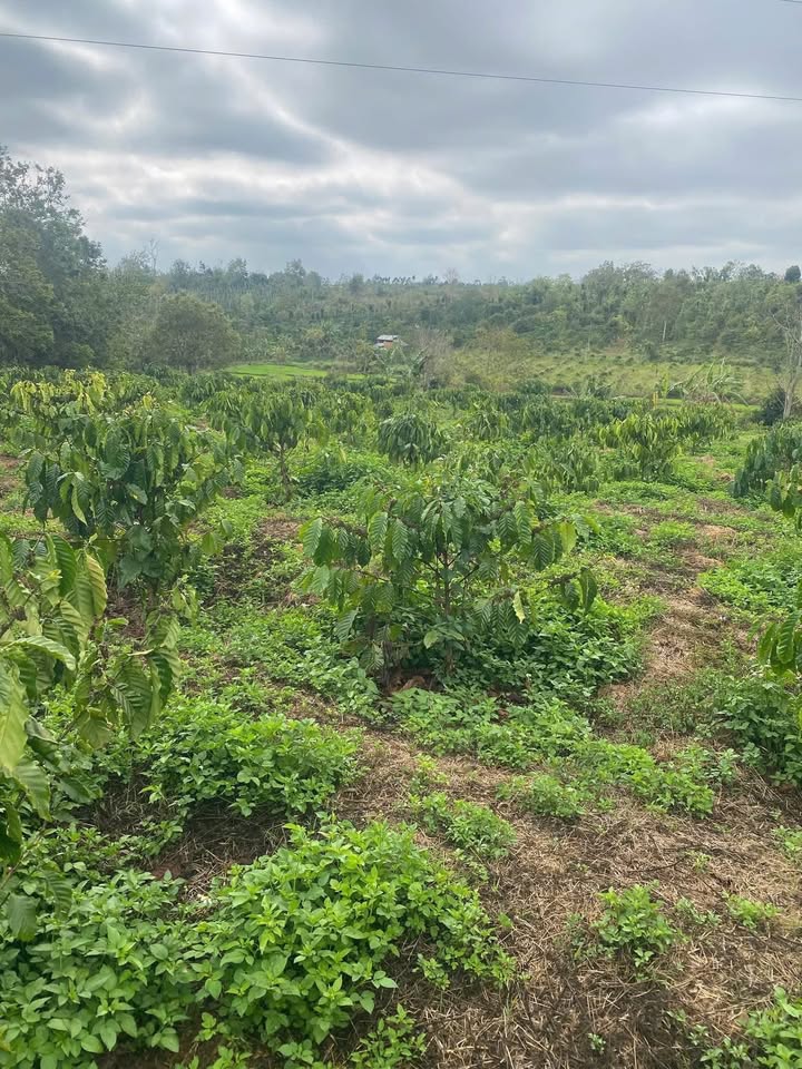Bán Đất Vườn Đắk Lắk 13600m² - View Suối, Trồng Cà Phê Thu Hoạch