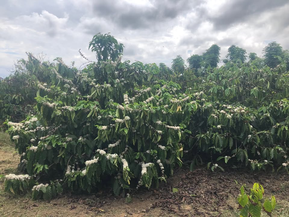 Đất Nông Nghiệp Đắk Nông 1700m² - Vườn Cafe Thu Nhập Tốt