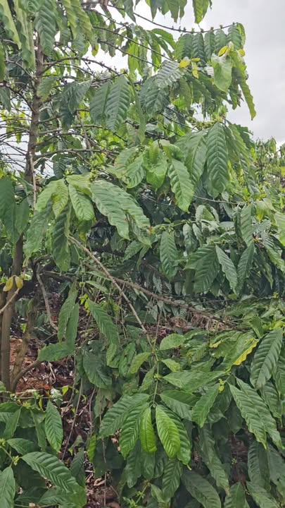 Farm 19.000m² Đắk Nông - 120 Cây Sầu Riêng Thái Thu Trái, Giá 2.9 Tỷ