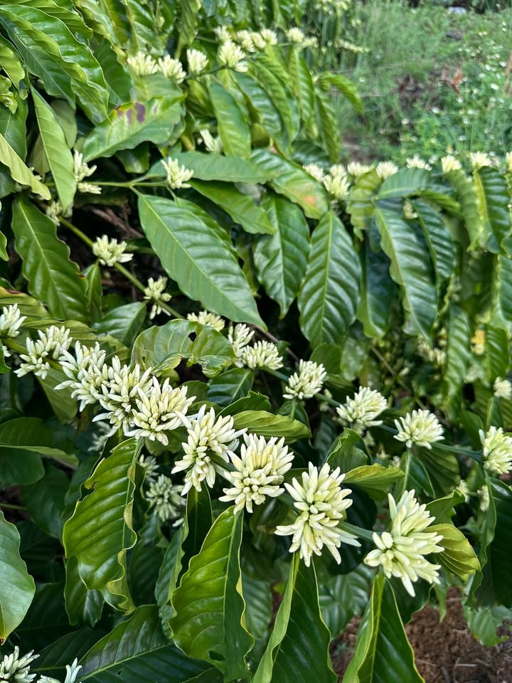 Đất Farm Krông Nô, Đắk Nông 1ha – Đầu tư sinh lời, sổ đỏ sẵn sàng!