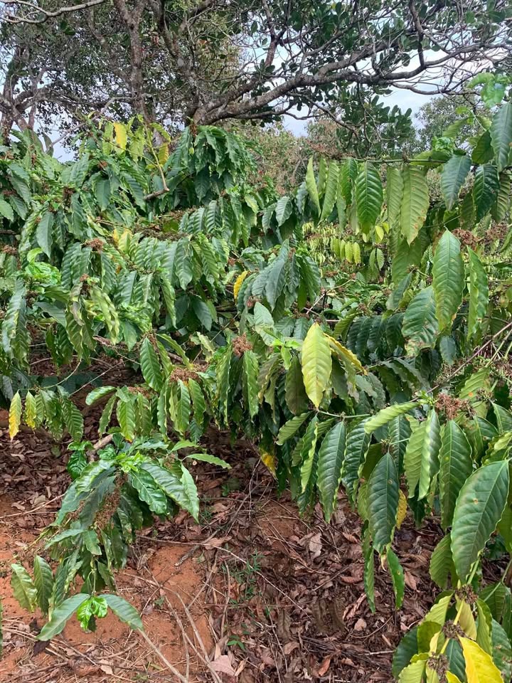 Farm cà phê Đắk Tích 3.6ha - Sẵn sàng khai thác, đầu tư hiệu quả!
