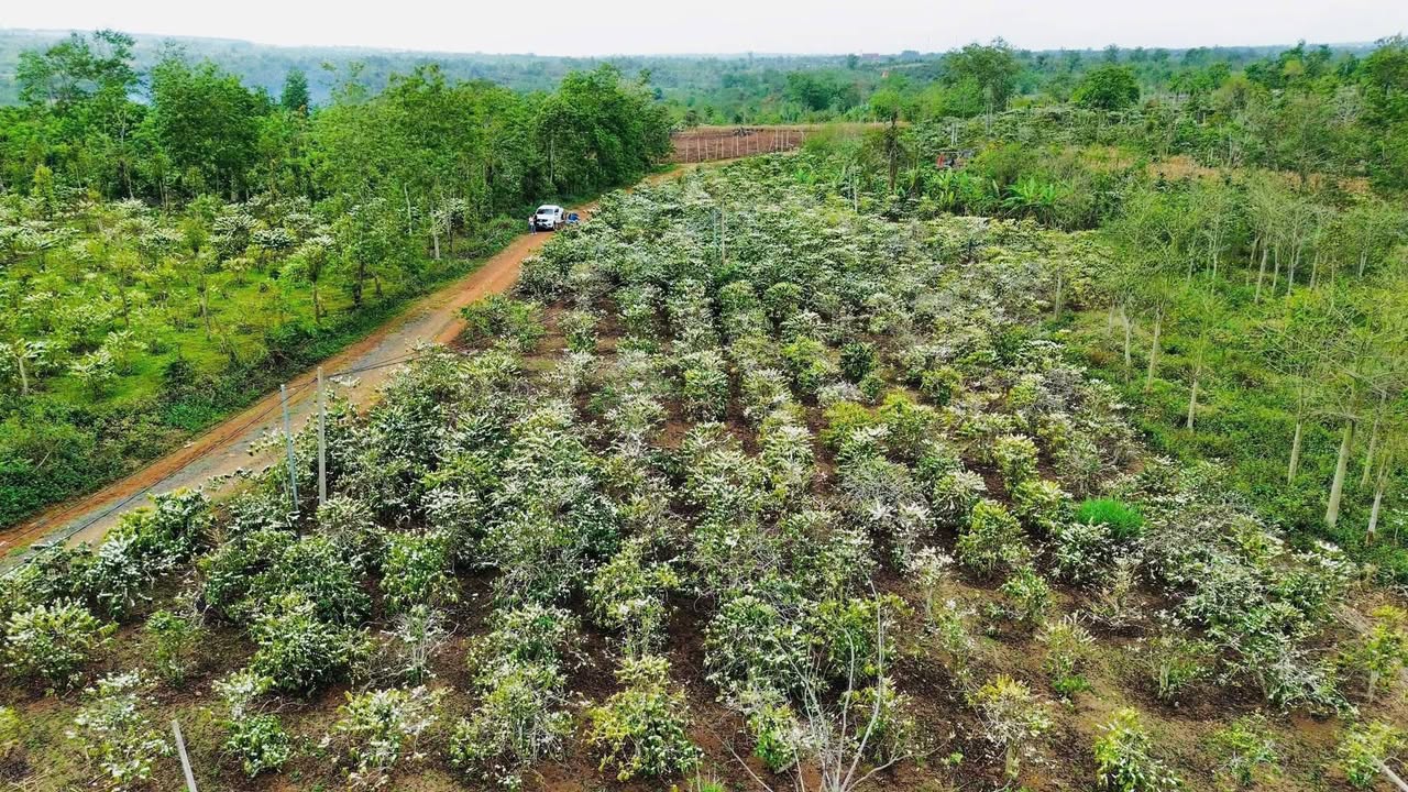 Đất nền Ea Nuôl, Buôn Đôn 1404m² - Tiềm năng tăng giá vượt trội!