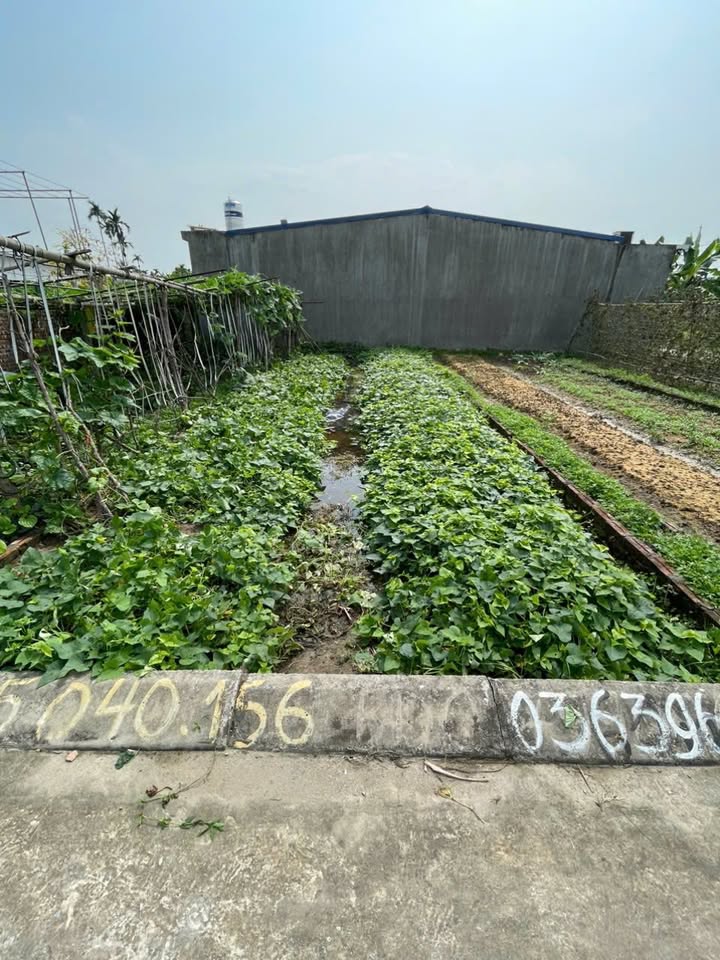 Đất nền Kiều Hạ Kiến An 61m² chỉ 8xx triệu - Tiềm năng tăng giá vượt trội!