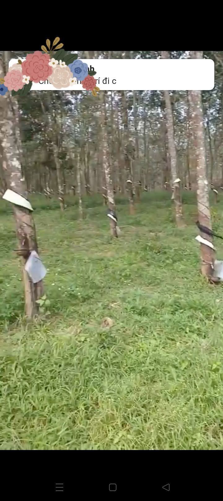 Đất Vườn Đắk Lắk 5 Héc - Gần QL14, Sẵn Sàng Kinh Doanh