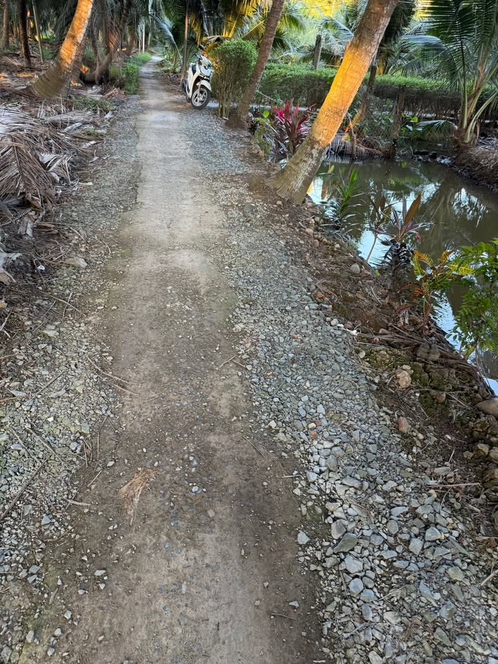 Đất Vườn 1975m² Xã Châu Hưng, Bến Tre - Sẵn Vườn Dừa Thu Hoạch, Giá 1.08 Tỷ