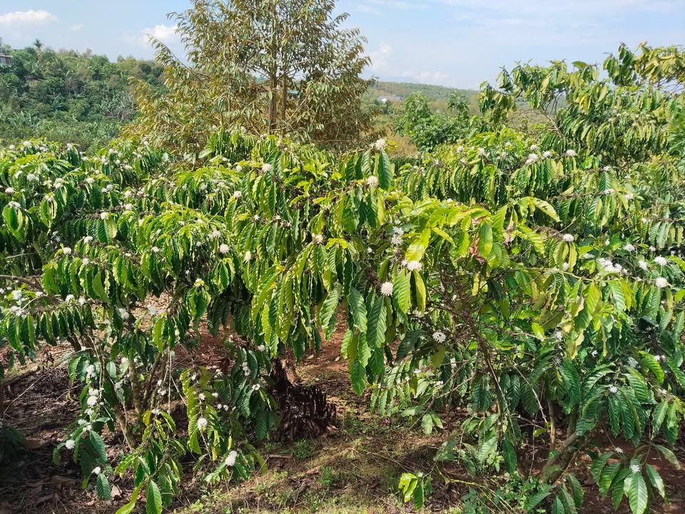 Đất nền 10.000m² Hòa Ninh, Di Linh - Sổ hồng thổ cư, giá đầu tư 5.7 tỷ