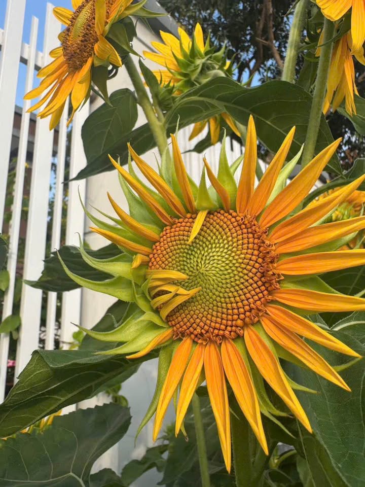 Đất nền Thanh Điền, Tây Ninh 80m² chỉ 579 triệu - Đường to ô tô