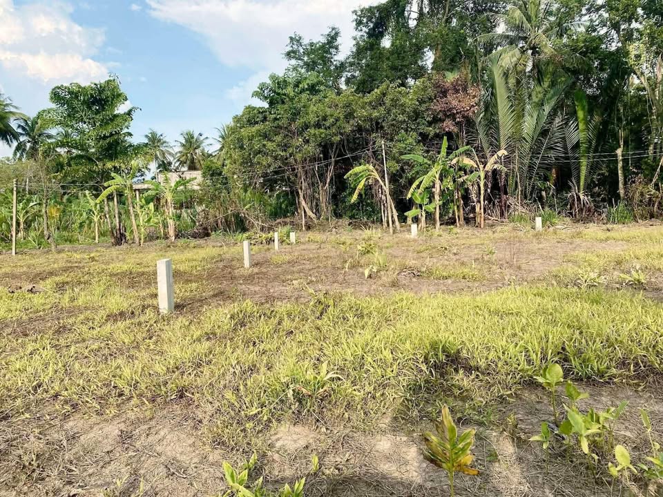 Đất Nền Kim Sơn, Đồng Tháp - 100m² Full Thổ Cư, Sổ Hồng Riêng - Giá 280 Triệu