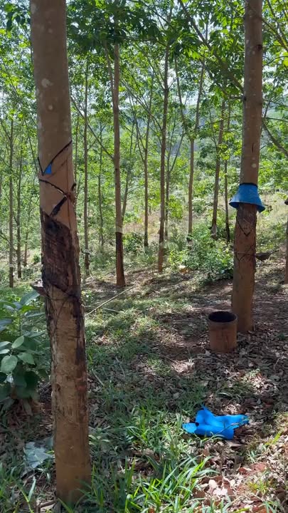 Bán Rẫy Cao Su 1.2ha Đắk Tô, Kon Tum - Kinh Doanh Lợi Nhuận Cao