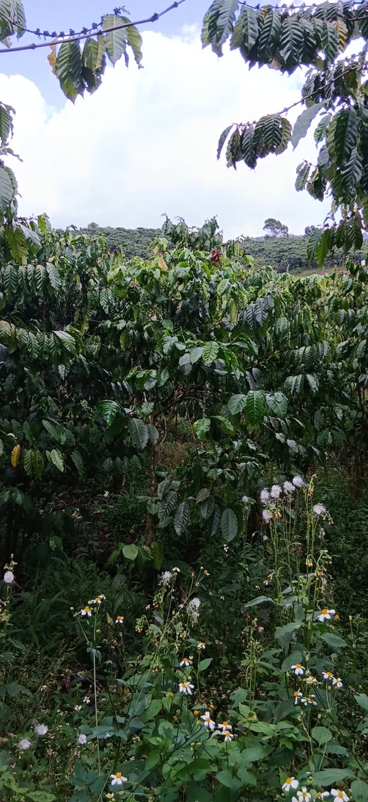 Bán Gấp Vườn Cà Phê 7200m² Phường 3, TP.HCM - Sổ Đỏ Chính Chủ