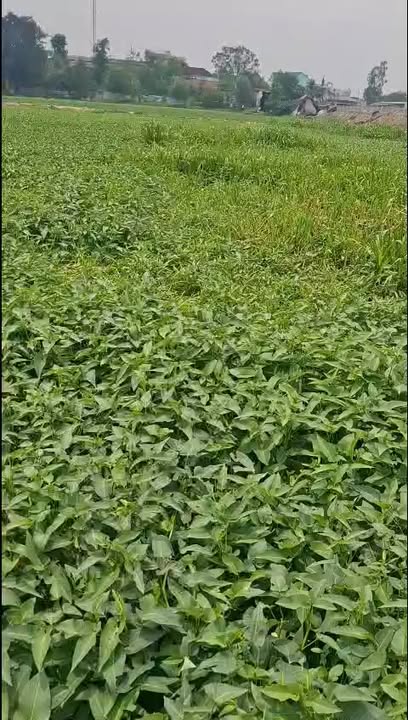 Đất Vườn Hóc Môn 2000m² - Giá Thuê 1 Triệu/Tháng, Sẵn Trồng Trọt