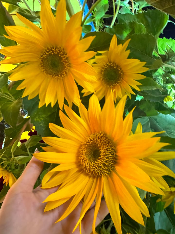 Đất nền lô góc Thới Tam Thôn 160m² giá 3.95 tỷ - Đường xe tải thông!