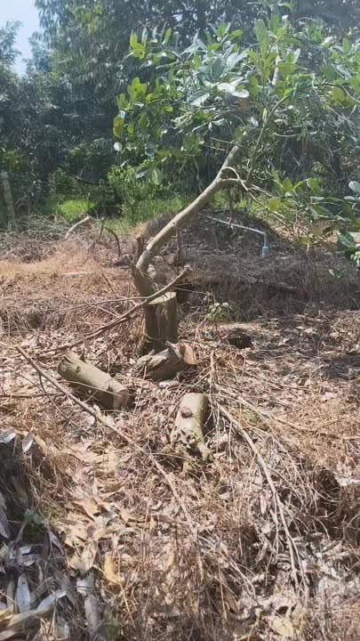 Cho thuê 45 Gốc Thái 3 Năm Tuổi Tại Cái Bè, Tiền Giang