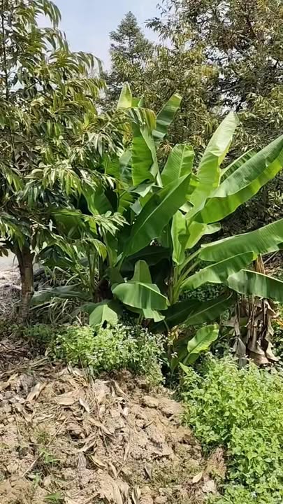 Bán Đất Vườn 800m² Xã Hội Xuân, Cai Lậy - Tiềm Năng Kinh Tế Cao