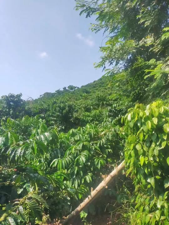 Đất Nền Đa Tông, Đam Rông 3600m² - Sổ Đỏ, Giá Đầu Tư F0