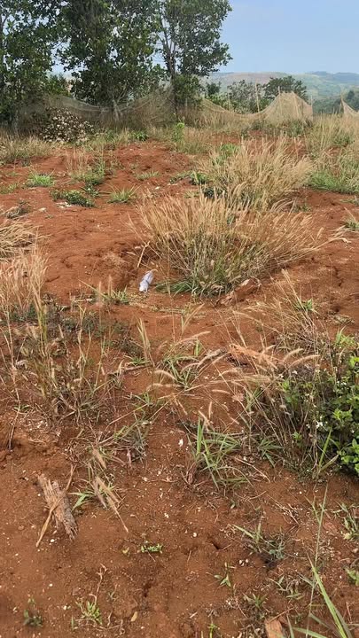 Đất Nền Quảng Trực, Tuy Đức 1300m² - Giá Tốt 800 Triệu