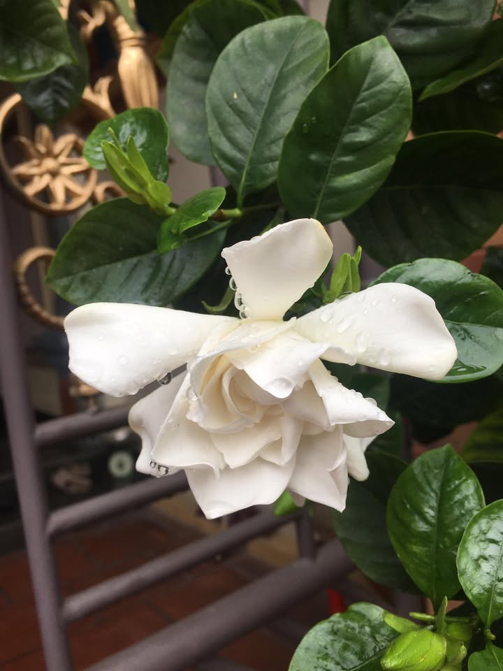 Đất nền 240m² Hạ Long Xanh, Quảng Ninh - Giá F0, Sổ đỏ sẵn sàng