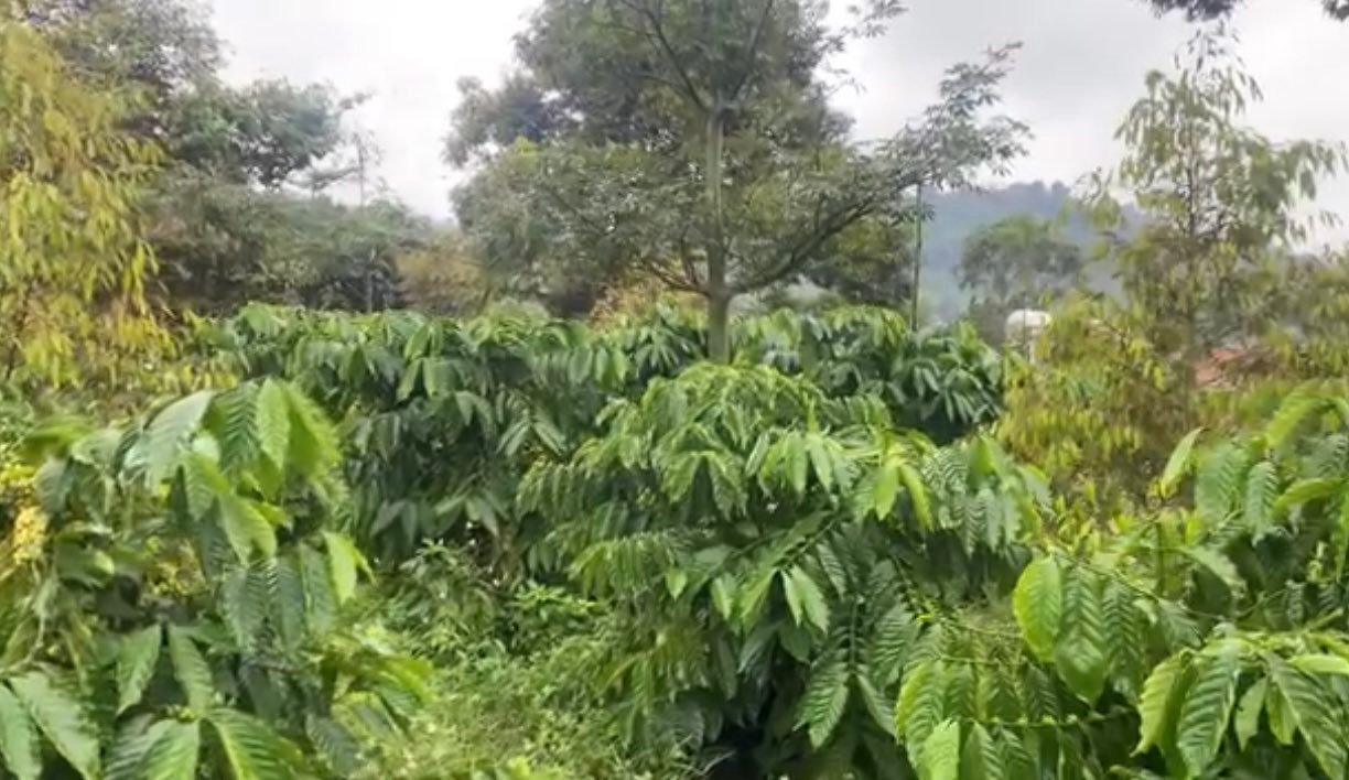 Bán Đất Nền 7200m² Mặt Đường Bê Tông, Ôm Suối - Krông Nô, Đắk Nông