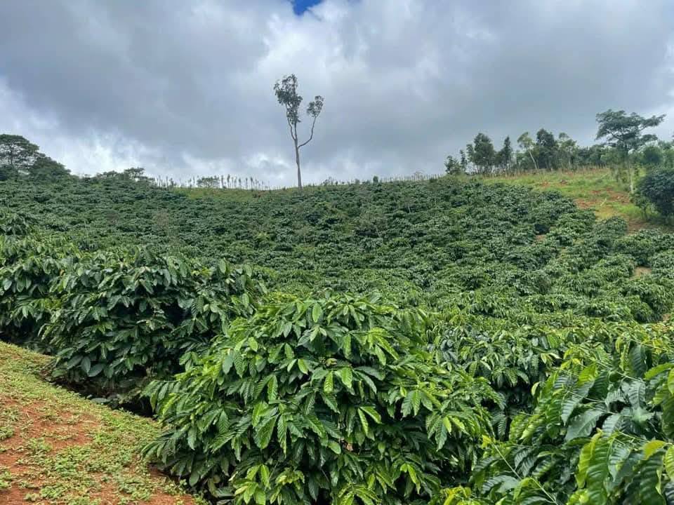 Đất Rẫy Quảng Trực 3.7ha giá 3.2 tỷ - Tiềm năng tăng giá vượt trội!