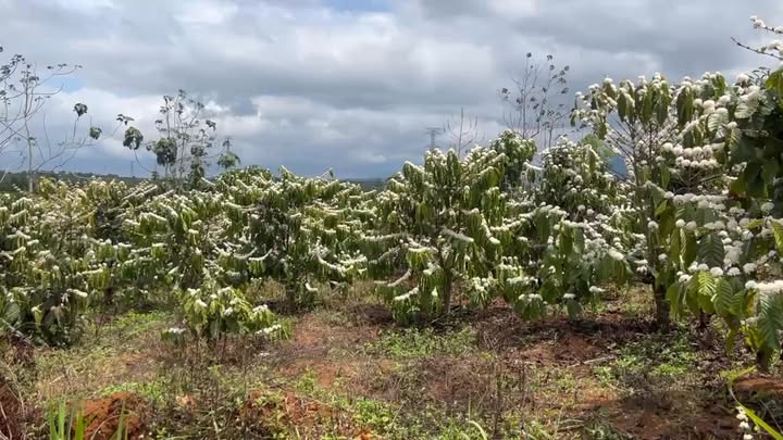 Đất Vườn Đăk Nông 27.000m² Sổ Hồng Chính Chủ - Giá 2.8 Tỷ