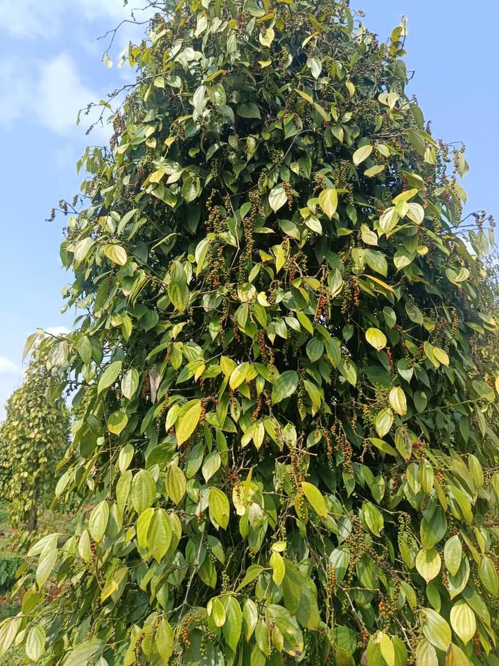 Bán Gấp Trang Trại 2160m² Đắk Song - Mặt Tiền QL14C, Giá 1.38 Tỷ