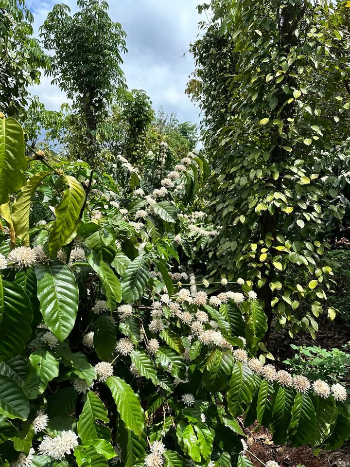 Đất Vườn Lợi An, Lấp Vò 16000m² - Sinh thái xanh, nghỉ dưỡng lý tưởng!