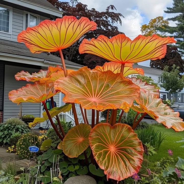 Đất Nền 2 Mặt Tiền Nhơn Mỹ, An Nhơn 220m² - Sổ Đỏ Sẵn Sàng