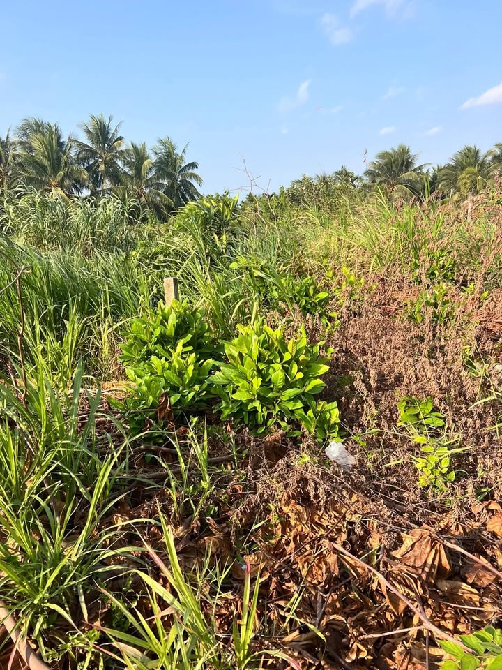 Đất Mặt Tiền QL 57B, Bình Đại, Bến Tre - 636m², Giá 3.36 Tỷ