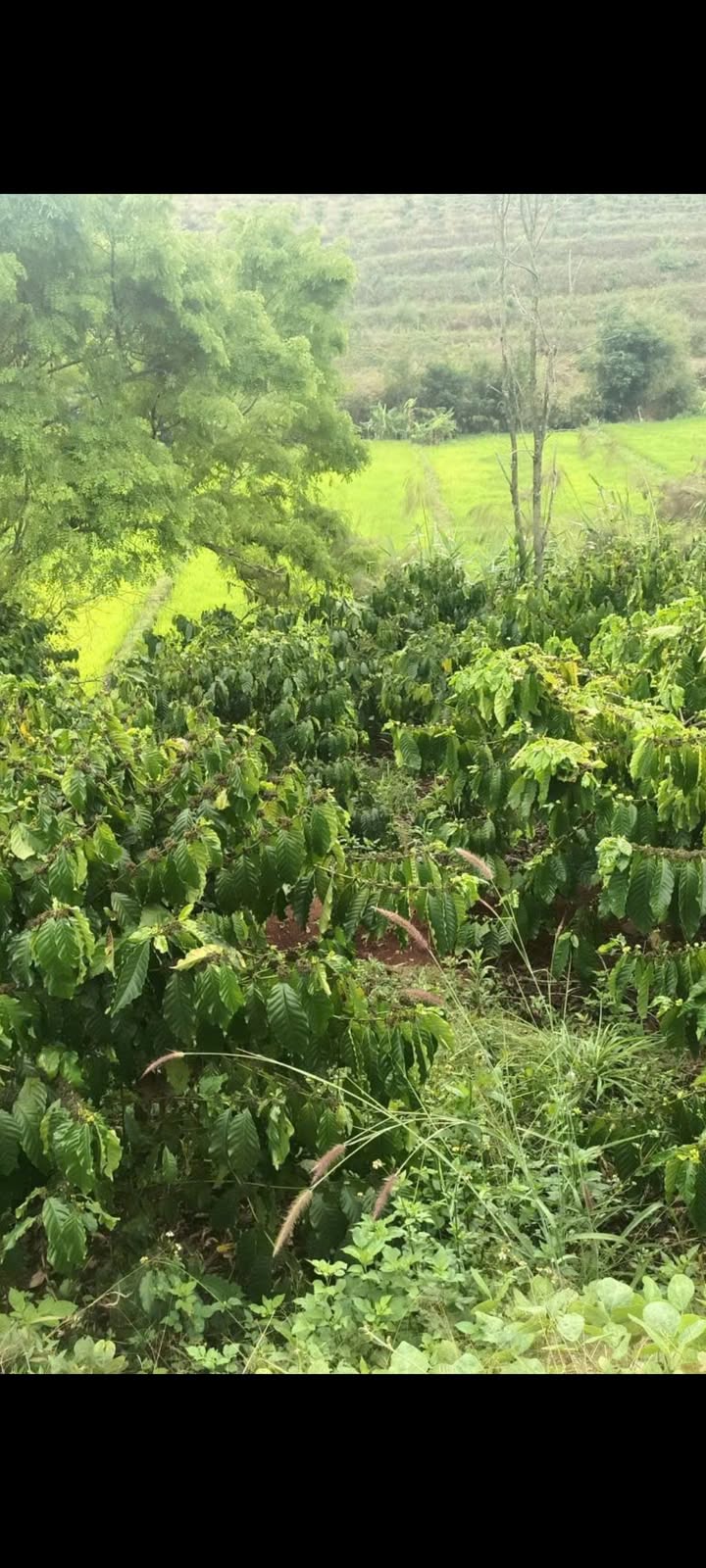 Bán Đất Vườn Ia Kha, Gia Lai - 7200m² Giá Tốt, Sổ Đỏ Sẵn Sàng