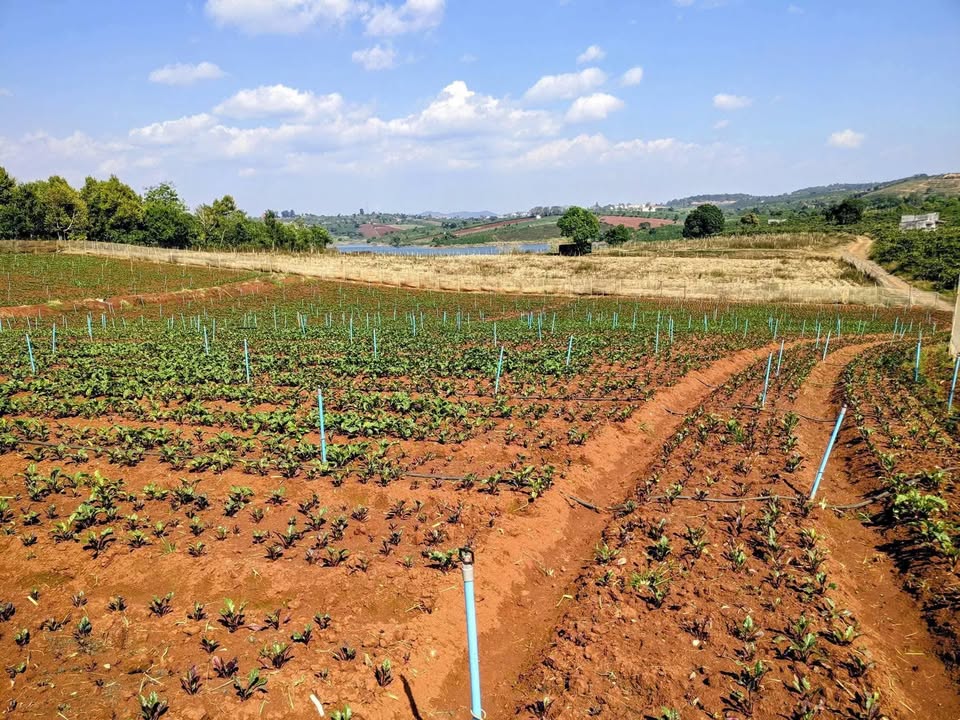 Đất nền Tà Hine, Đức Trọng 30.000m² - View thiên nhiên, sổ hồng chính chủ!