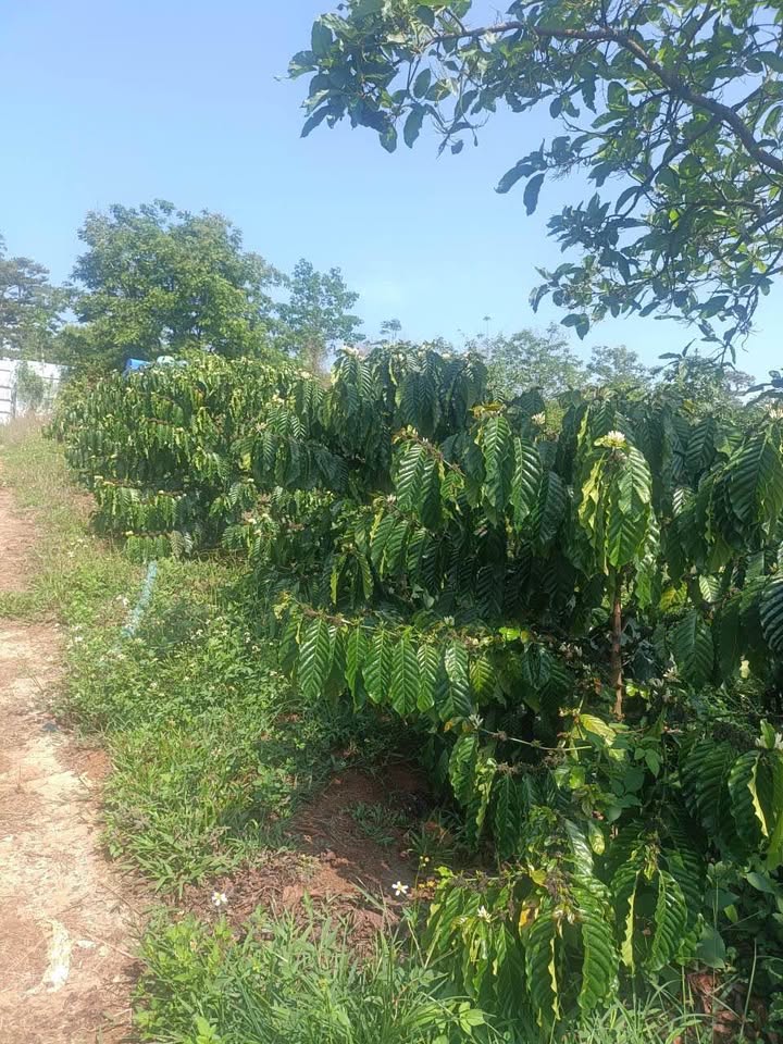 Đất Vườn Lộc Ngãi, Bảo Lâm 5ha giá 12.5 tỷ - Đầu tư dài hạn!