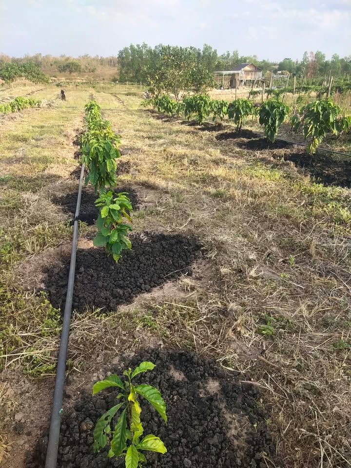 Bán Gấp 2ha Đất Đen Đắk Lắk - Vườn Cafe 500 Cây 1 Tuổi, Nguồn Nước Dồi Dào