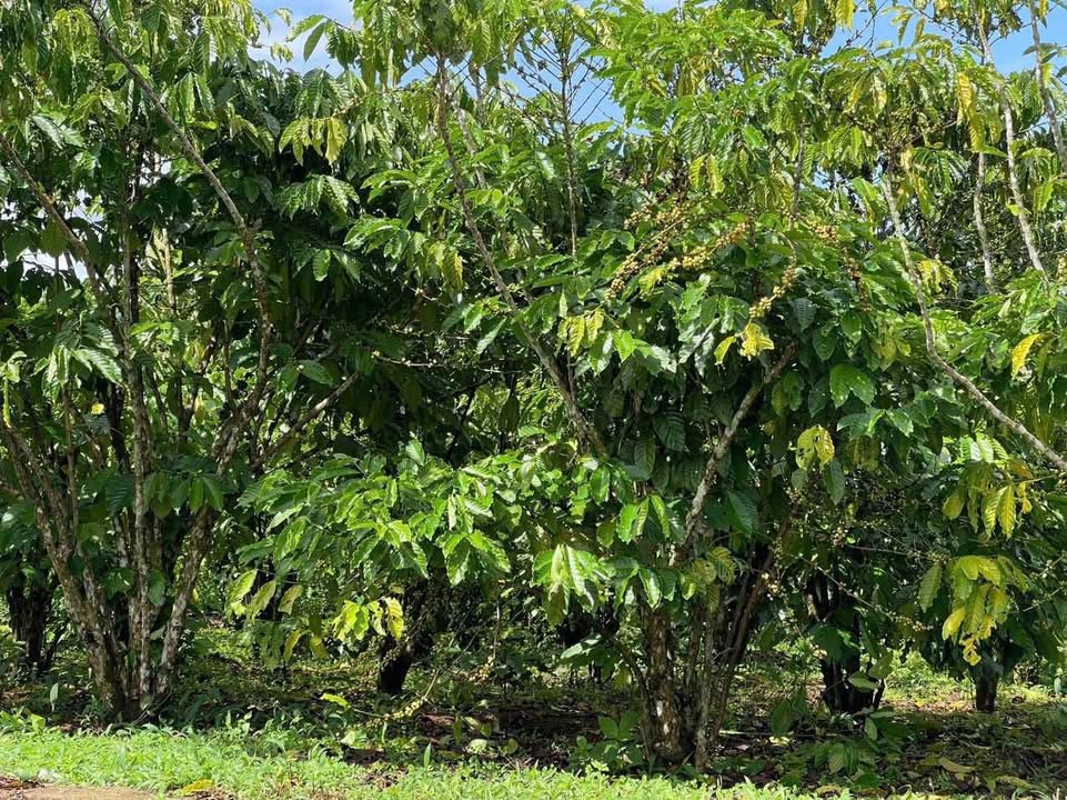 Đất Vườn Cà Phê Lộc An, Bảo Lâm 1.540m² - Đầu Tư Dài Hạn!