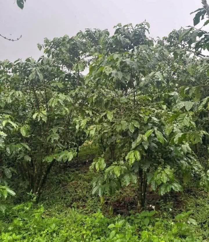 Bán Đất Lâm Hà 1440m² - Sổ Đỏ Sẵn Sàng, Gần Tỉnh Lộ 725