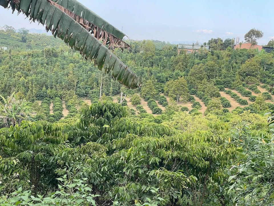 Bán Đất Tặng Nhà Cấp 4 Lộc An, Bảo Lâm, Lâm Đồng - 2203m² Hướng Tây Nam