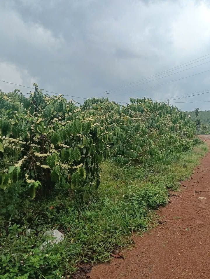 Bán Đất Vườn Lộc Phú, Bảo Lâm 14000m² - Giá 6.6 Tỷ, View Suối Mát