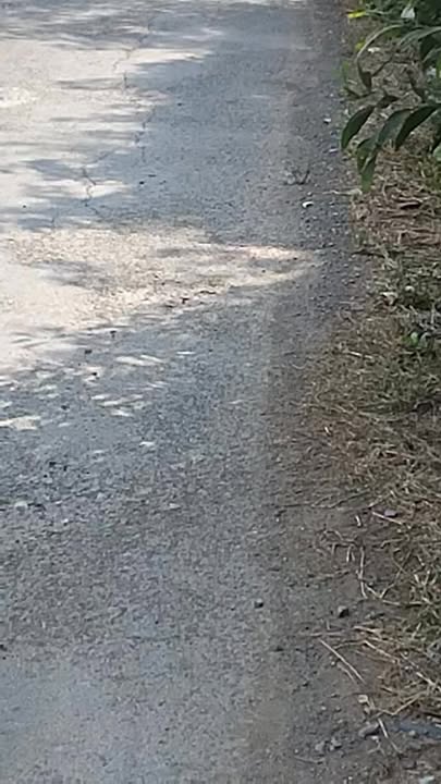 Bán Đất Vườn 28 Công Mỹ Phước Tây, Tiền Giang - Sổ Cây Lâu Năm, Mặt Tiền Lộ Nhựa