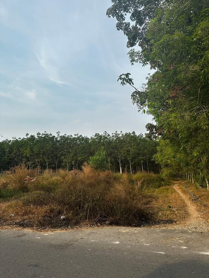 Đất Nền 495m² Bình Mỹ, Bắc Tân Uyên - Pháp Lý Rõ Ràng, Tiềm Năng Tăng Giá!