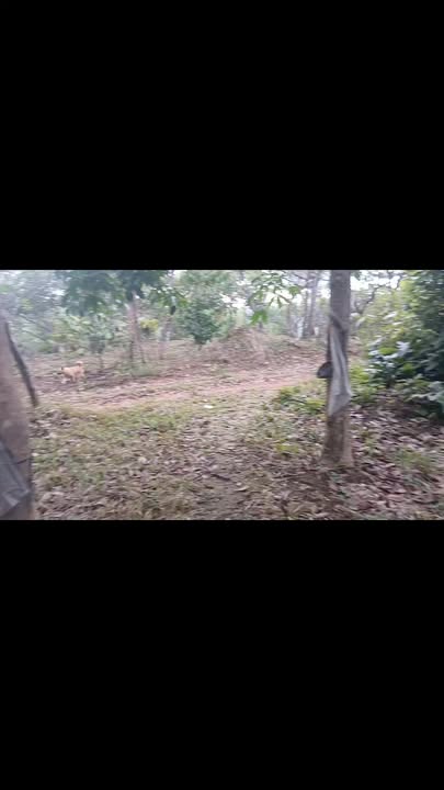 Bán Gấp Đất Vườn 17.000m² Bình Phước - Sổ Đỏ Riêng