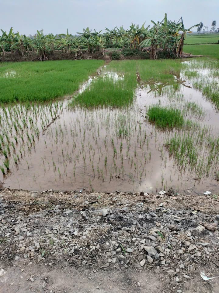 Bán đất Xóm 3, Khánh Thủy, Yên Khánh, Ninh Bình - 120m², Đường Affan