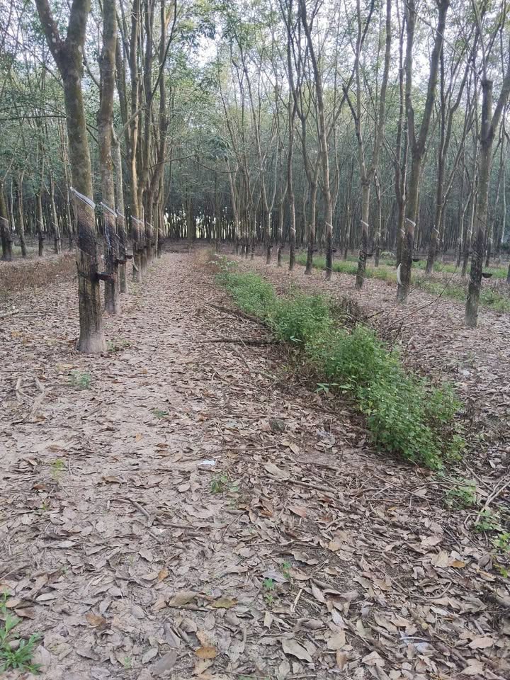 Bán Gấp Đất Vườn Cao Su Minh Hòa, Dầu Tiếng - 42.000m² Sổ Đỏ