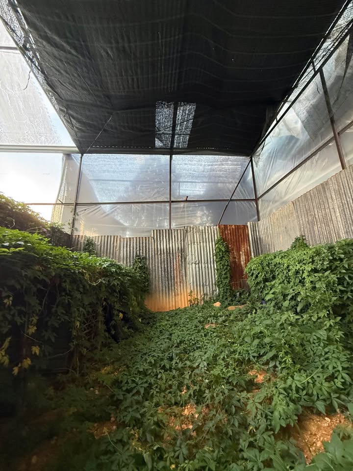 Đất Nền Đà Lạt 60m² - Sổ Chung 780 Triệu - Cơ Hội Đầu Tư