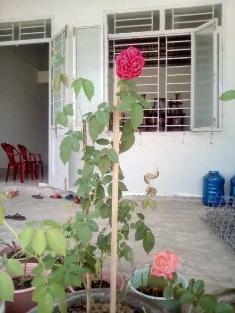 Nhà Cấp 4 Hướng Bắc 105m² Giá 580 Triệu Tại Tuy Hoà - Sổ Giấy Tay